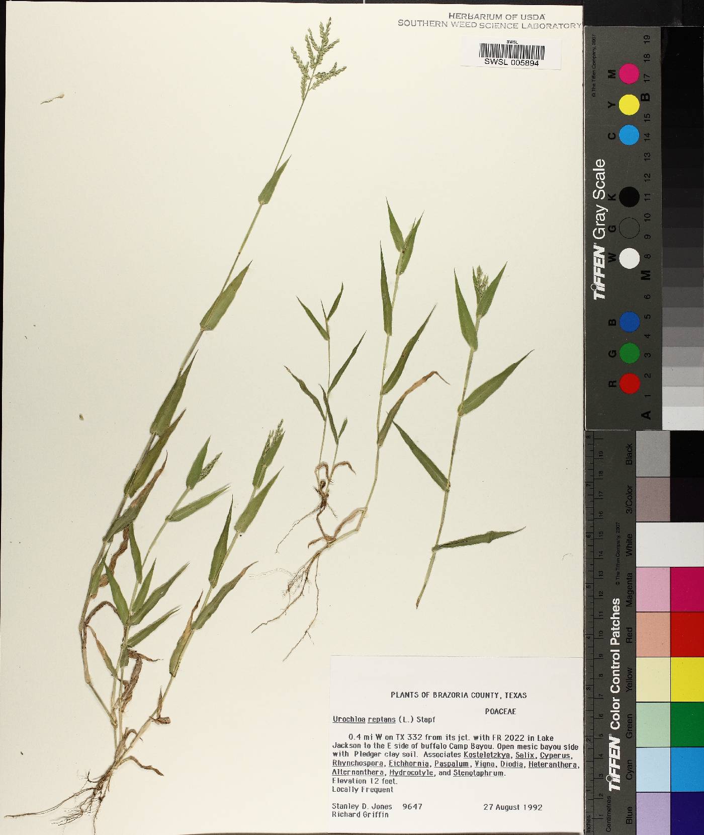 Urochloa reptans image