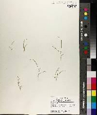Image of Panicum ciliatum