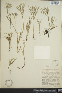 Psilotum nudum image