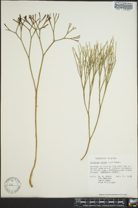 Psilotum nudum image