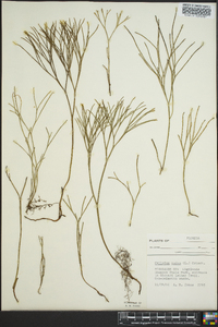 Psilotum nudum image