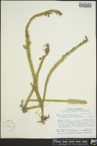 Lycopodiella alopecuroides image