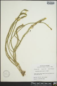 Lycopodiella alopecuroides image