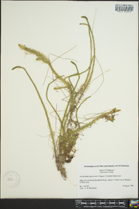 Lycopodium appressum image