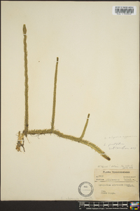 Lycopodiella alopecuroides image