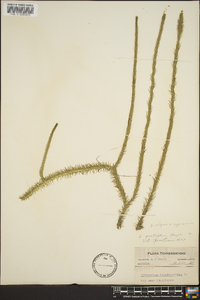 Lycopodiella alopecuroides image