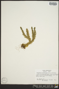 Lycopodium porophilum image