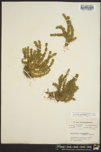 Lycopodium porophilum image