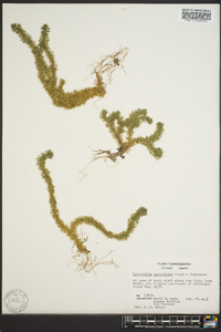 Lycopodium porophilum image