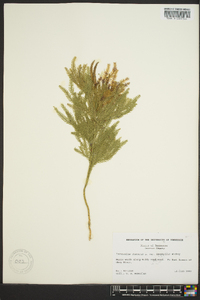 Dendrolycopodium hickeyi image