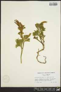 Dendrolycopodium hickeyi image