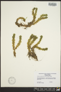 Lycopodium porophilum image