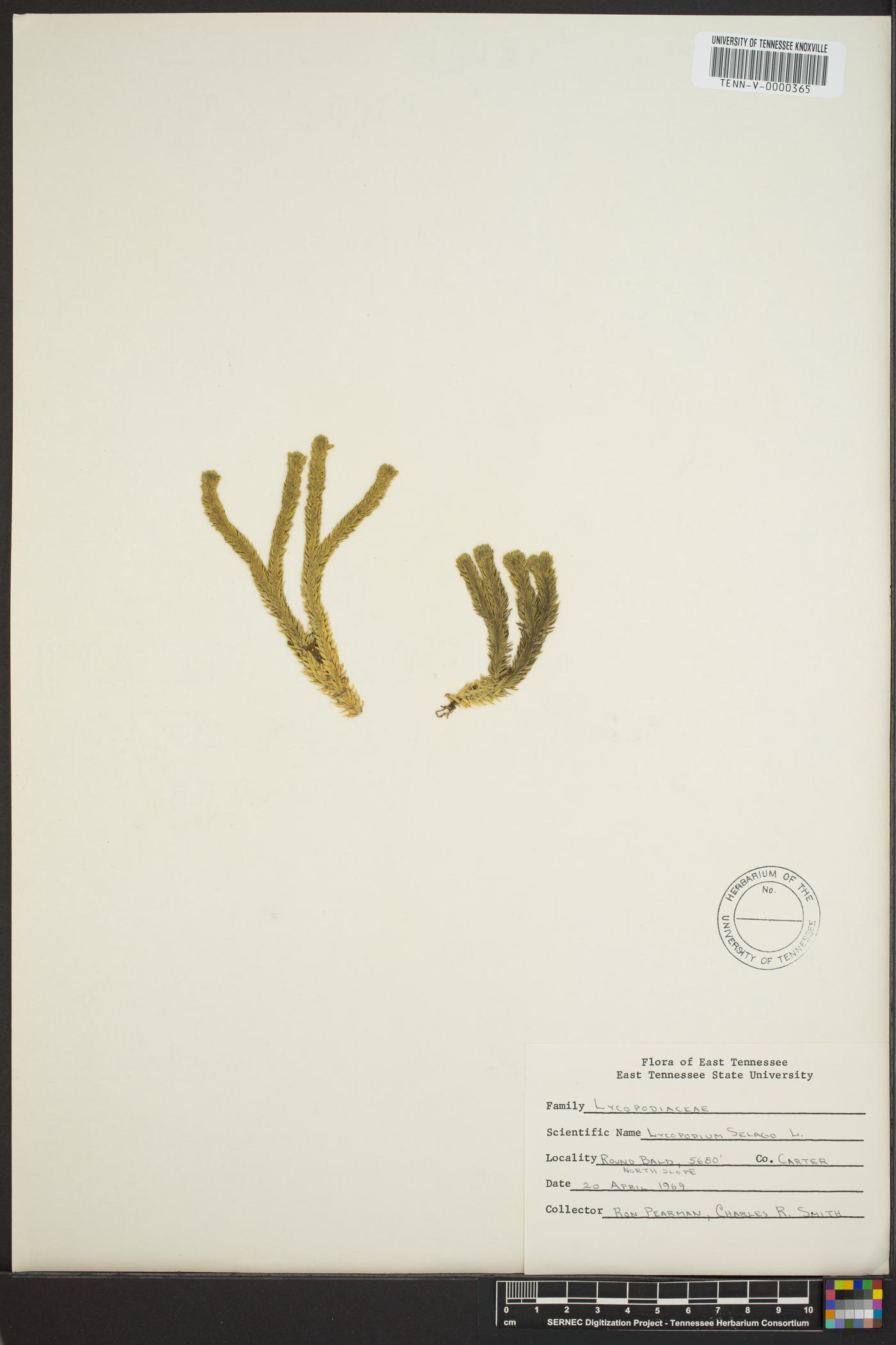 Lycopodium porophilum image