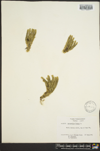 Lycopodium porophilum image