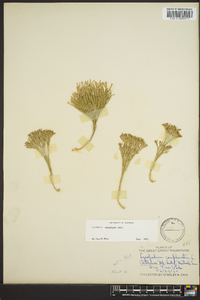 Diphasiastrum tristachyum image