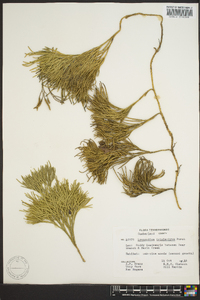 Diphasiastrum tristachyum image