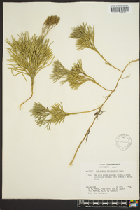 Diphasiastrum tristachyum image