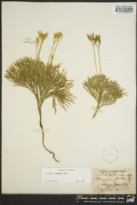 Diphasiastrum tristachyum image