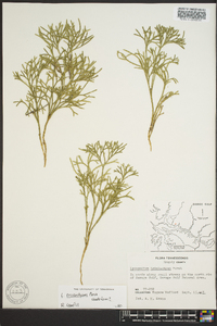 Diphasiastrum tristachyum image