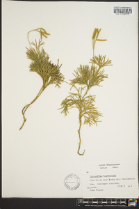 Diphasiastrum tristachyum image