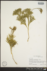 Diphasiastrum tristachyum image