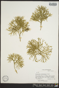 Diphasiastrum tristachyum image