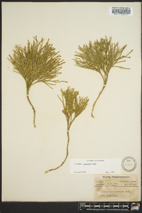 Diphasiastrum tristachyum image