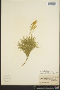 Diphasiastrum tristachyum image