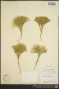 Diphasiastrum tristachyum image