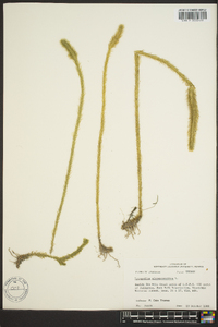 Lycopodiella alopecuroides image