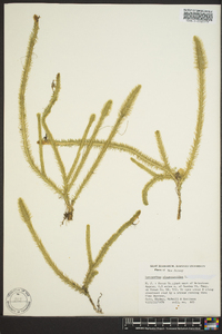 Lycopodiella alopecuroides image