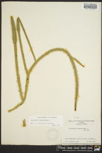 Lycopodiella alopecuroides image