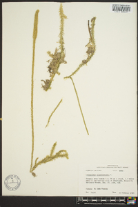 Lycopodiella alopecuroides image