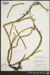 Lycopodiella alopecuroides image