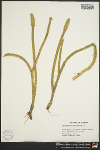 Lycopodiella alopecuroides image