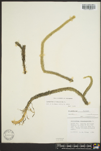 Lycopodiella alopecuroides image