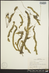 Lycopodiella alopecuroides image