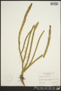 Lycopodiella alopecuroides image