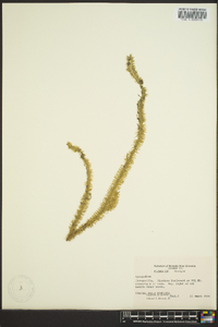 Lycopodiella alopecuroides image