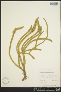 Lycopodiella alopecuroides image