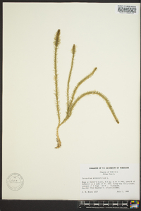 Lycopodiella alopecuroides image