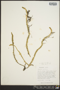 Lycopodiella alopecuroides image