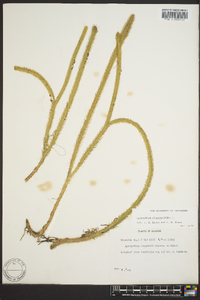 Lycopodiella alopecuroides image