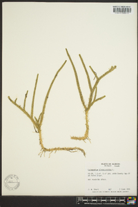 Lycopodiella alopecuroides image