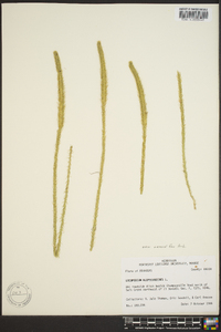 Lycopodiella alopecuroides image