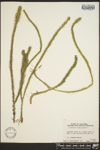 Lycopodiella alopecuroides image