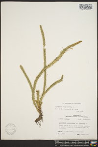 Lycopodiella alopecuroides image