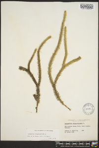 Lycopodiella alopecuroides image