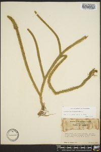 Lycopodiella alopecuroides image