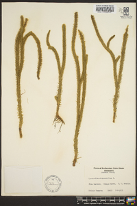 Lycopodiella alopecuroides image